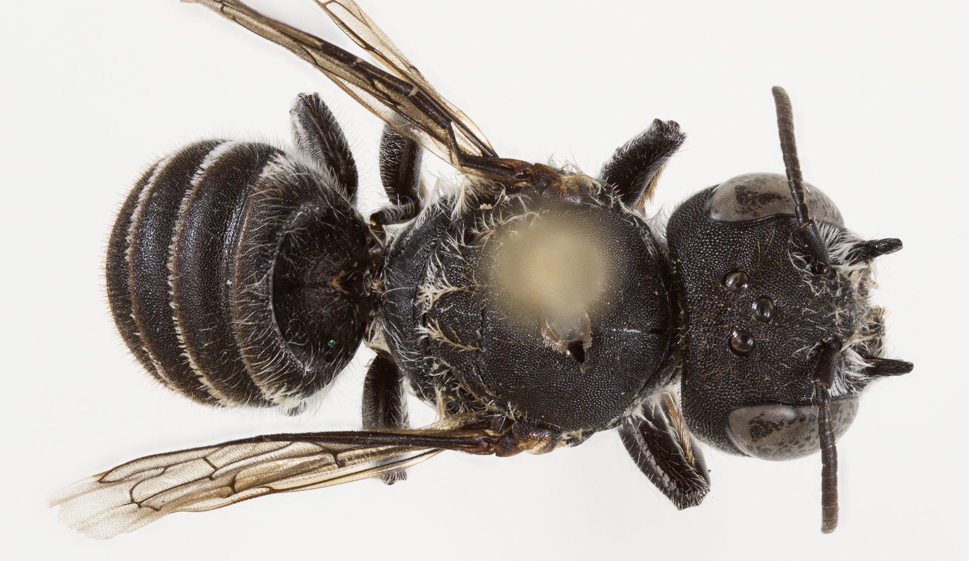 Image for Devilishly distinctive new bee species discovered in WA Goldfields