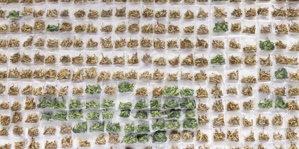 Perth Festival exhibitions reunite Indian Ocean histories, kinships, and voices fractured by colonisation 