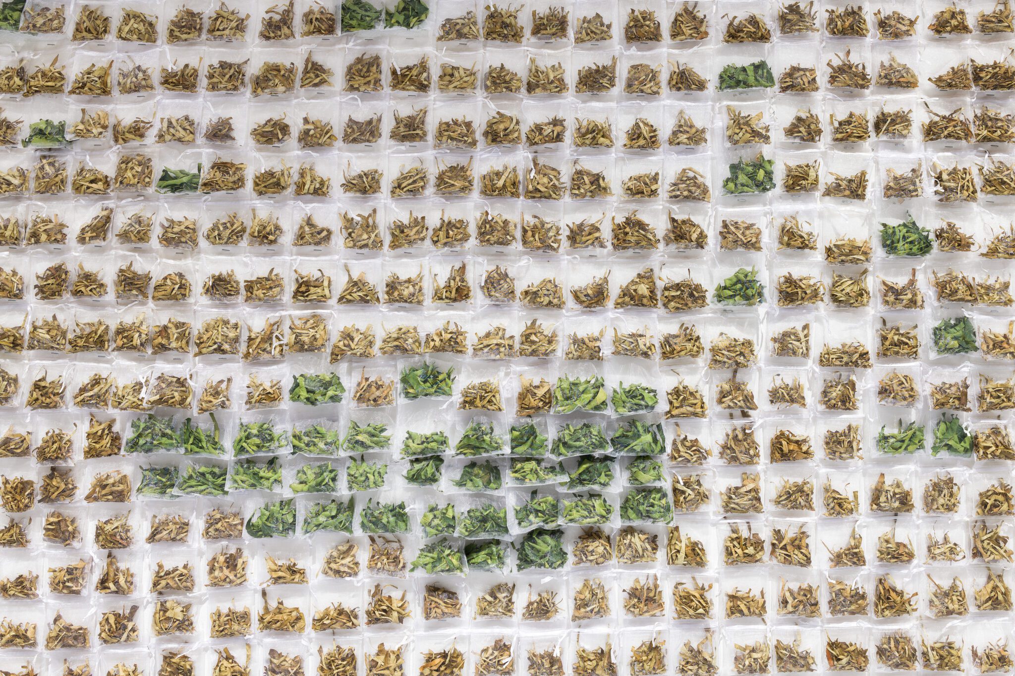 Image for Perth Festival exhibitions reunite Indian Ocean histories, kinships, and voices fractured by colonisation 