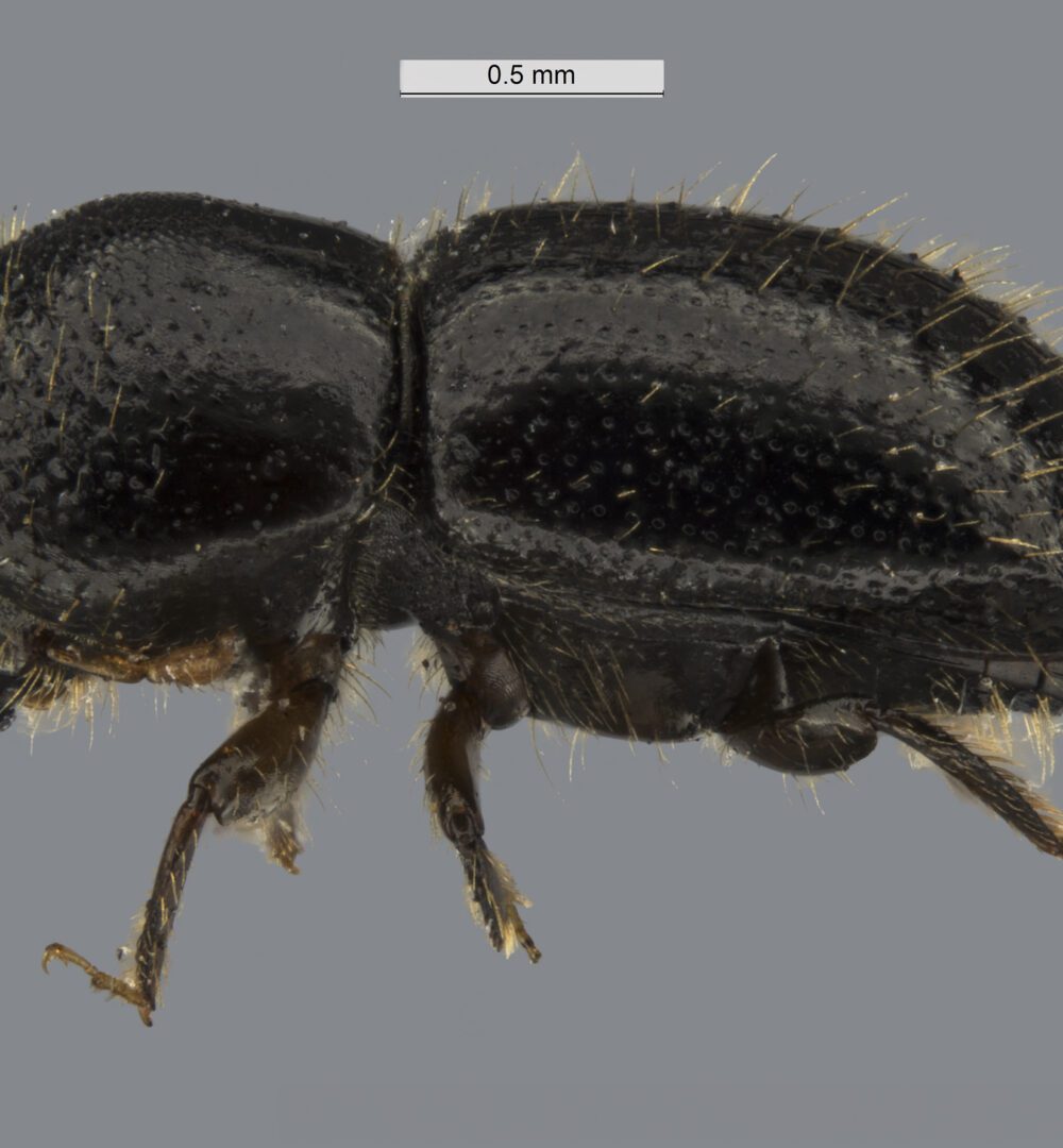 New study warns huge areas of Australia are vulnerable to tree-killing beetle