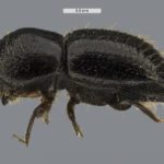 New study warns huge areas of Australia are vulnerable to tree-killing beetle