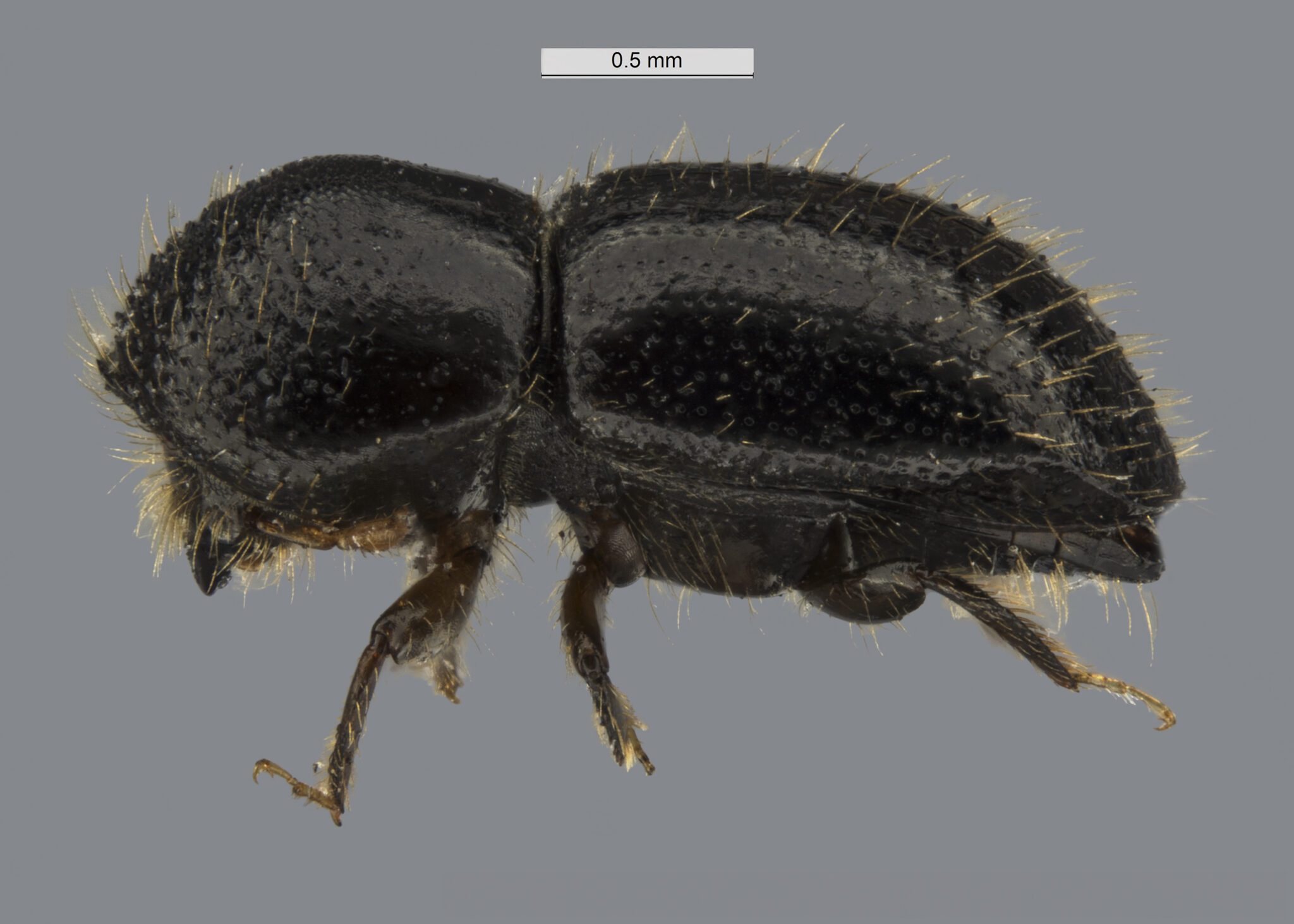 Image for New study warns huge areas of Australia are vulnerable to tree-killing beetle