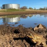 ‘Toad-proofing’ farms could help stop the march of invasive pest