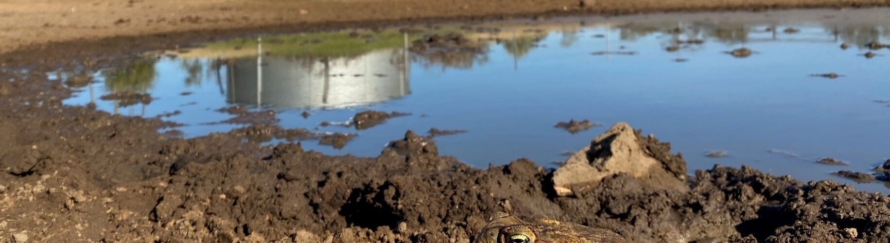 ‘Toad-proofing’ farms could help stop the march of invasive pest
