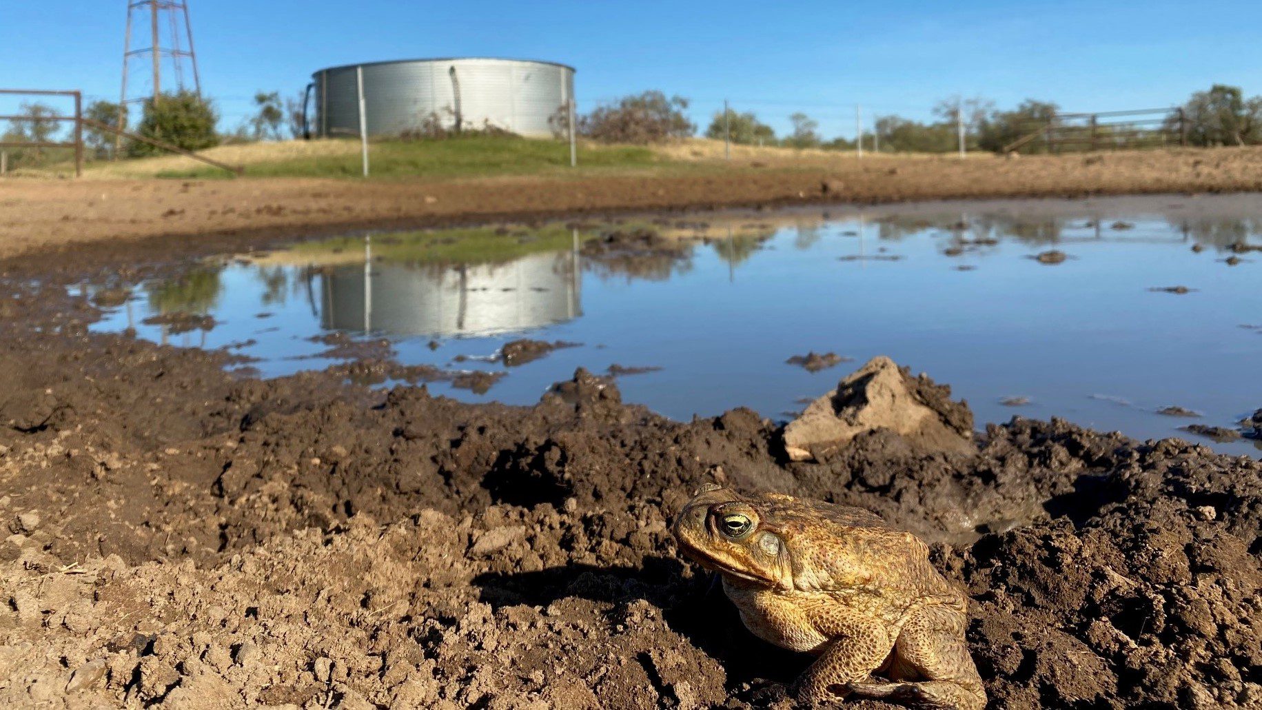 Image for ‘Toad-proofing’ farms could help stop the march of invasive pest