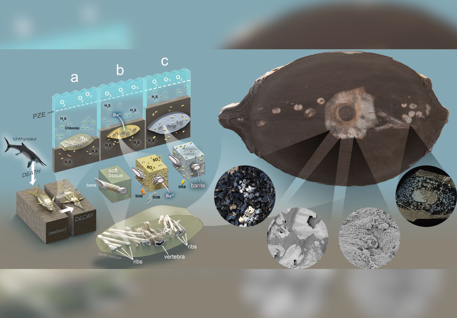 Image for Scientists uncover the secret behind perfectly 3D preserved ‘sea reptile’ fossils