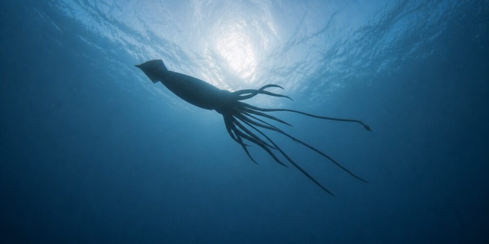 Giant squid among rare and elusive marine life detected off WA’s coast