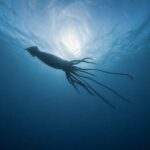 Giant squid among rare and elusive marine life detected off WA’s coast