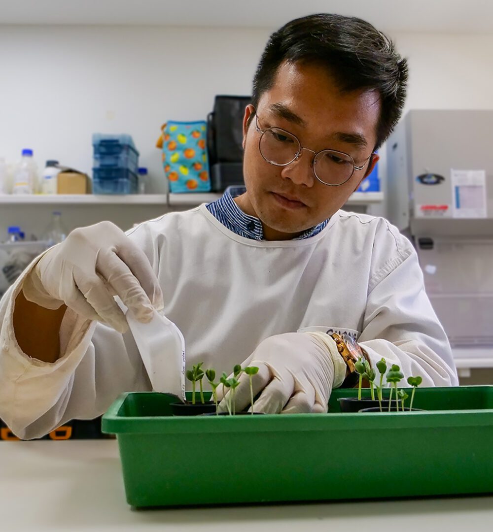 Curtin study finds soils can naturally suppress major crop diseases