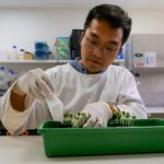 Curtin study finds soils can naturally suppress major crop diseases