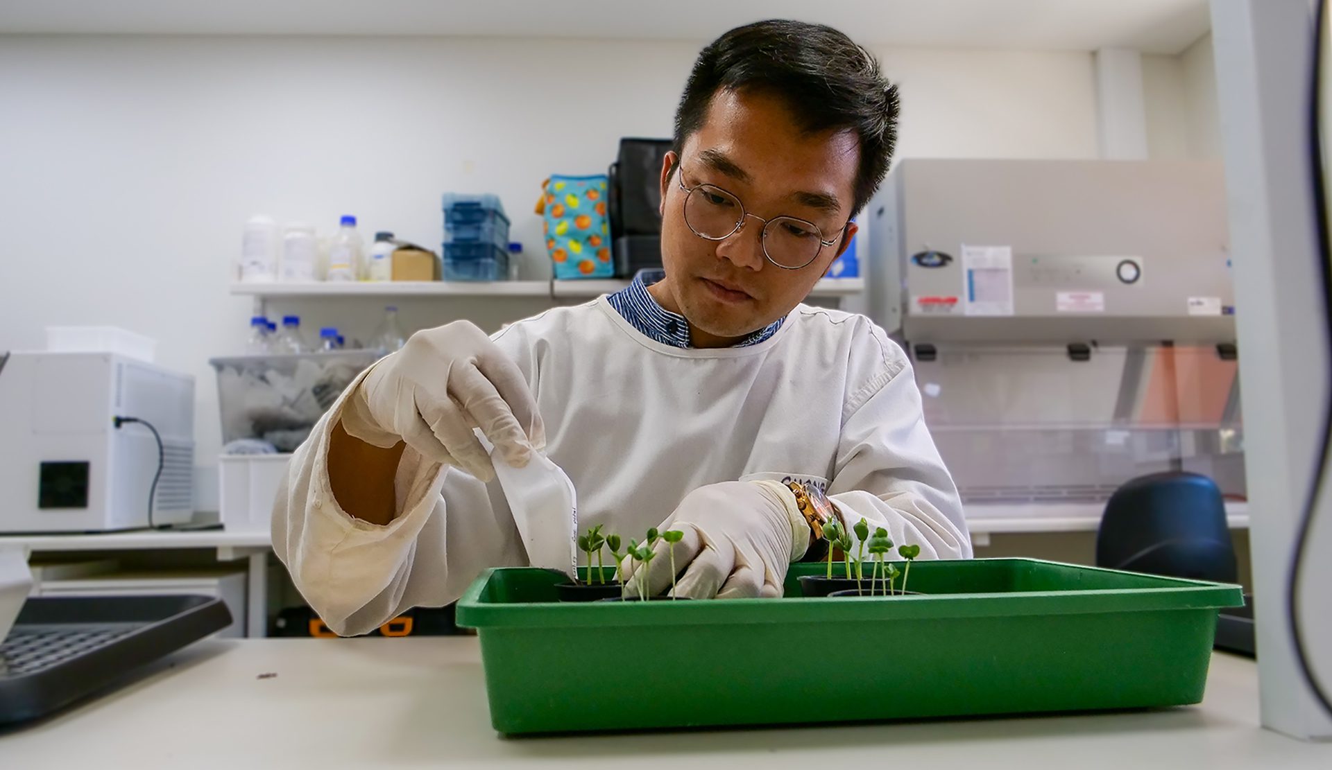 Image for Curtin study finds soils can naturally suppress major crop diseases