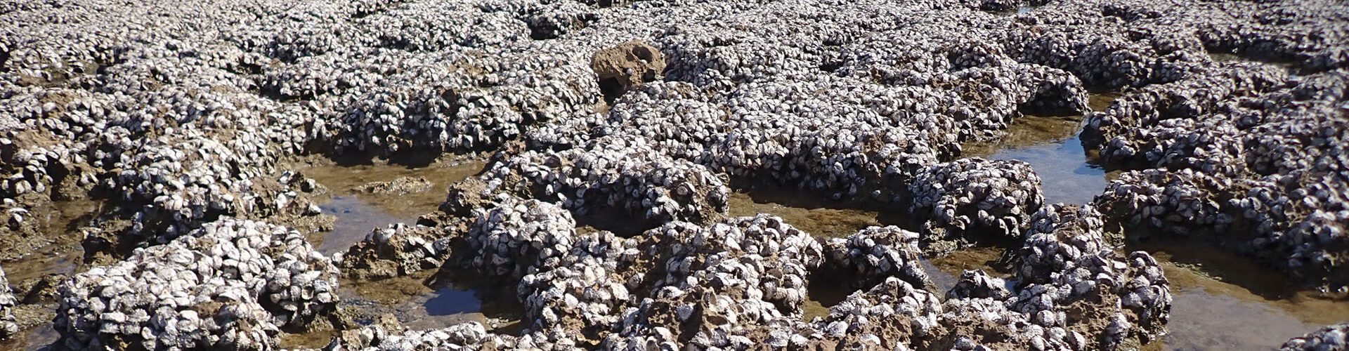 176-year oyster mystery spanning WA and the Indo-Pacific solved by DNA