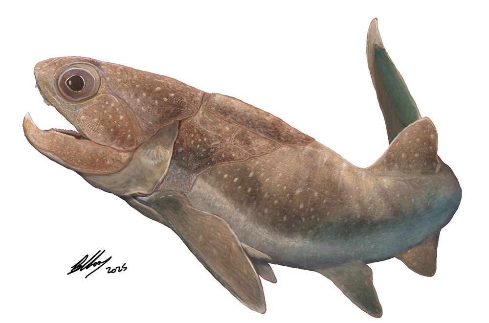 Placoderm fish