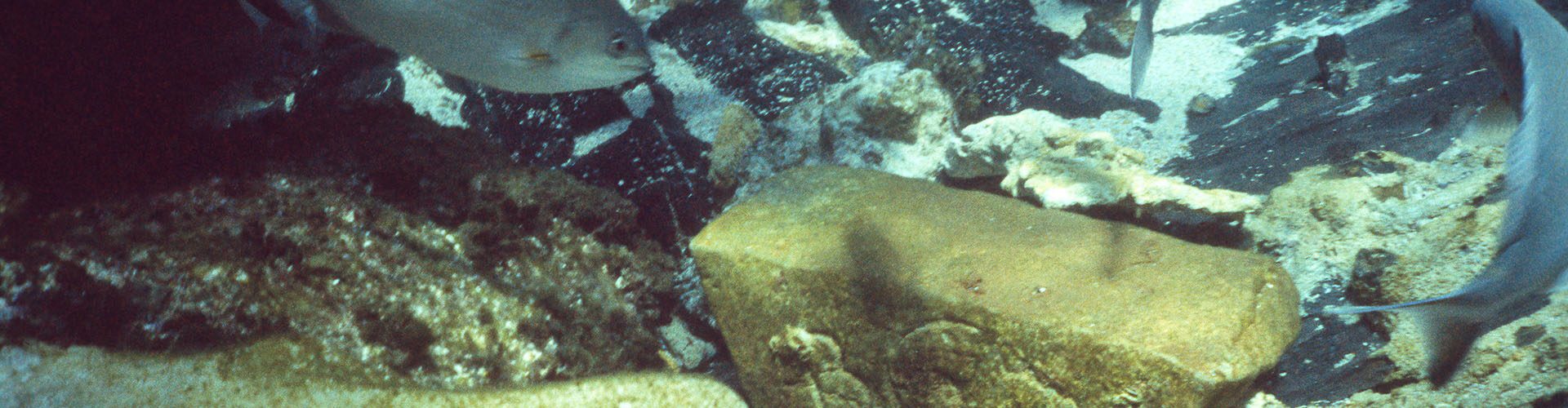 Ancient shipwreck cargo reveals surprising global trade secrets of the 1600s