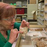 Woman with glasses, red hair and green top inspects fossil