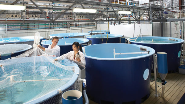 Researchers using open top tanks