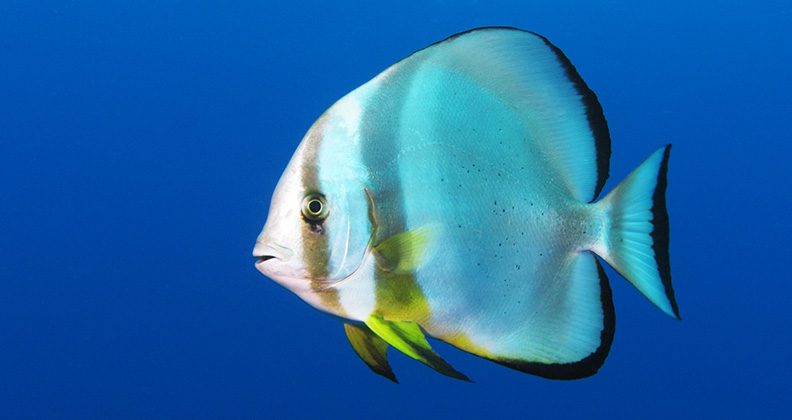 Brightly coloured blue and yellow tropical fish swimming in the ocean