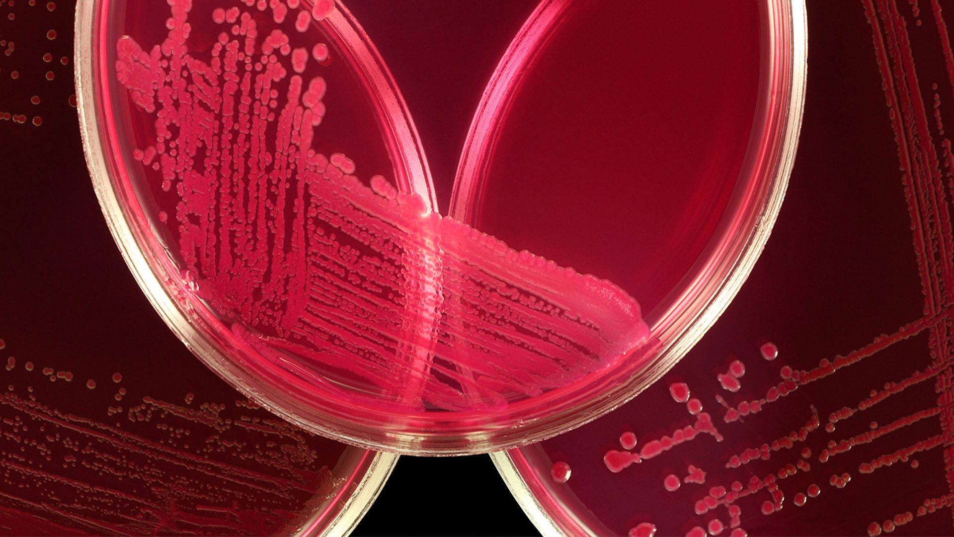 Close up of test samples in container under red light