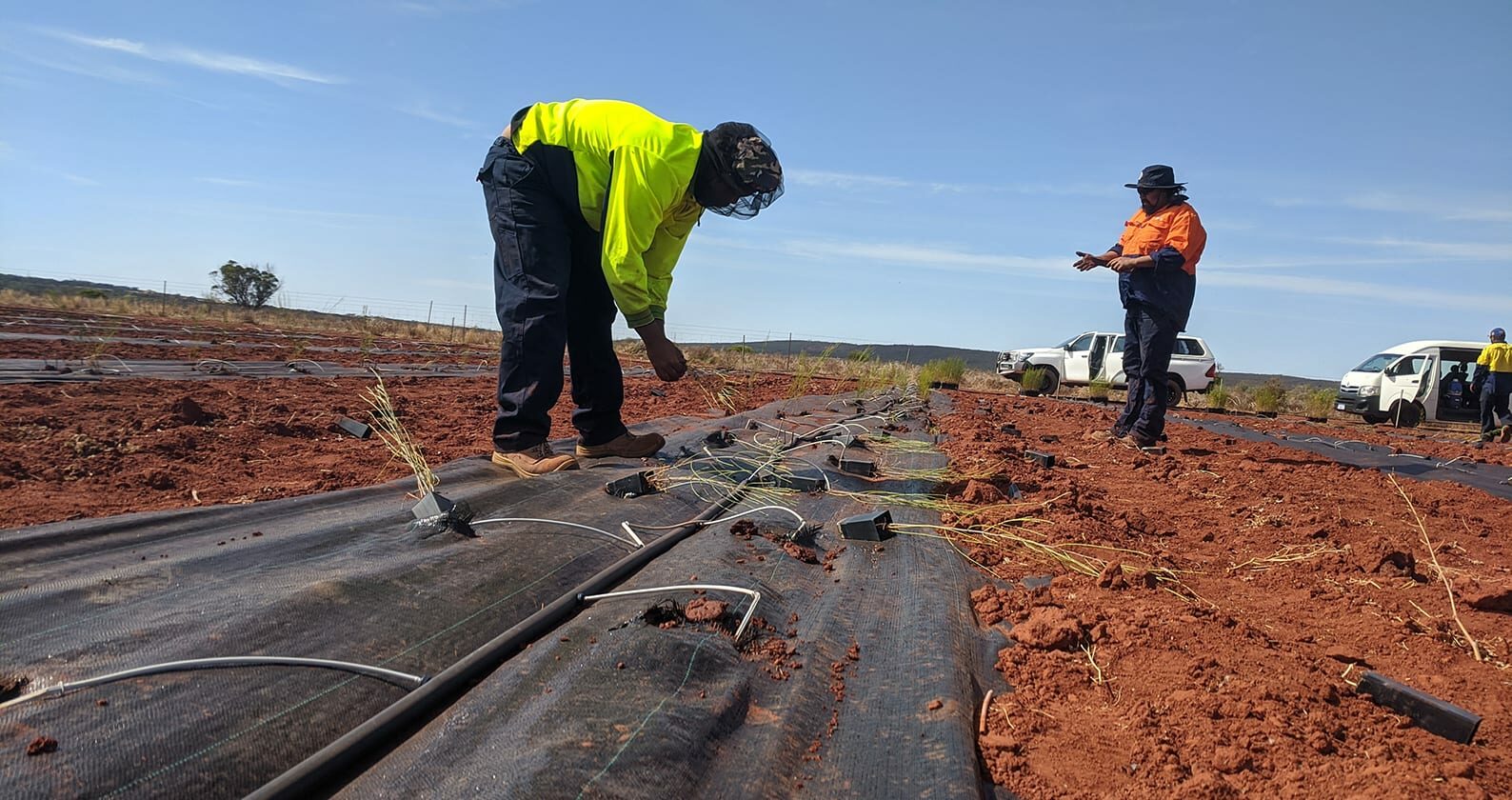 Restoration Economy: Looking at restoration through an Indigenous lens