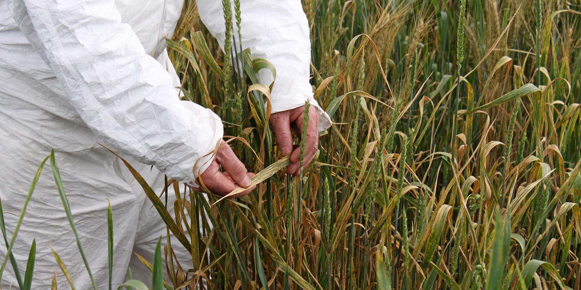 Hands of scientists holding crops in a field