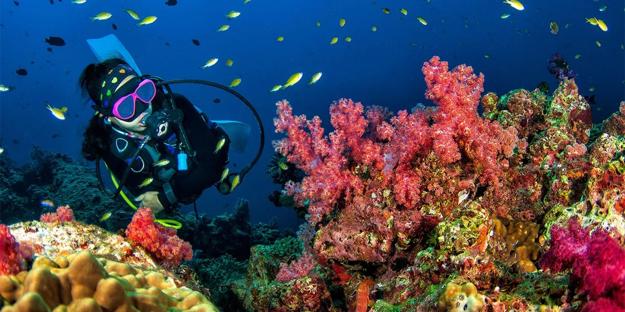 Diver exploring coral