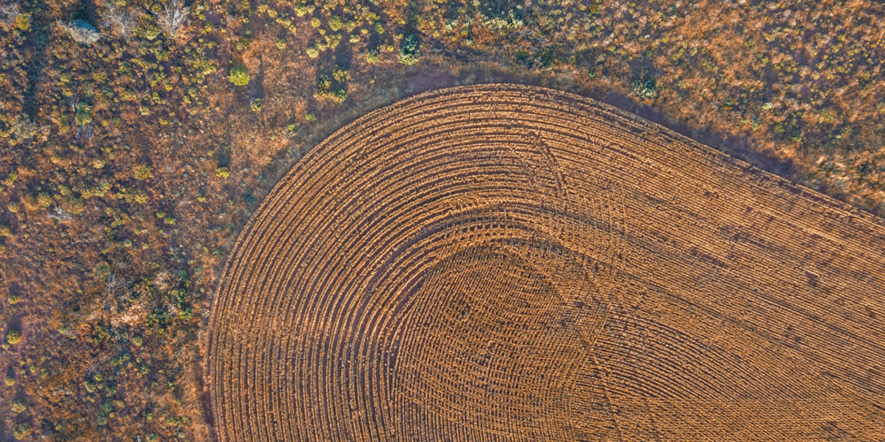 Corner of a barley paddock from above