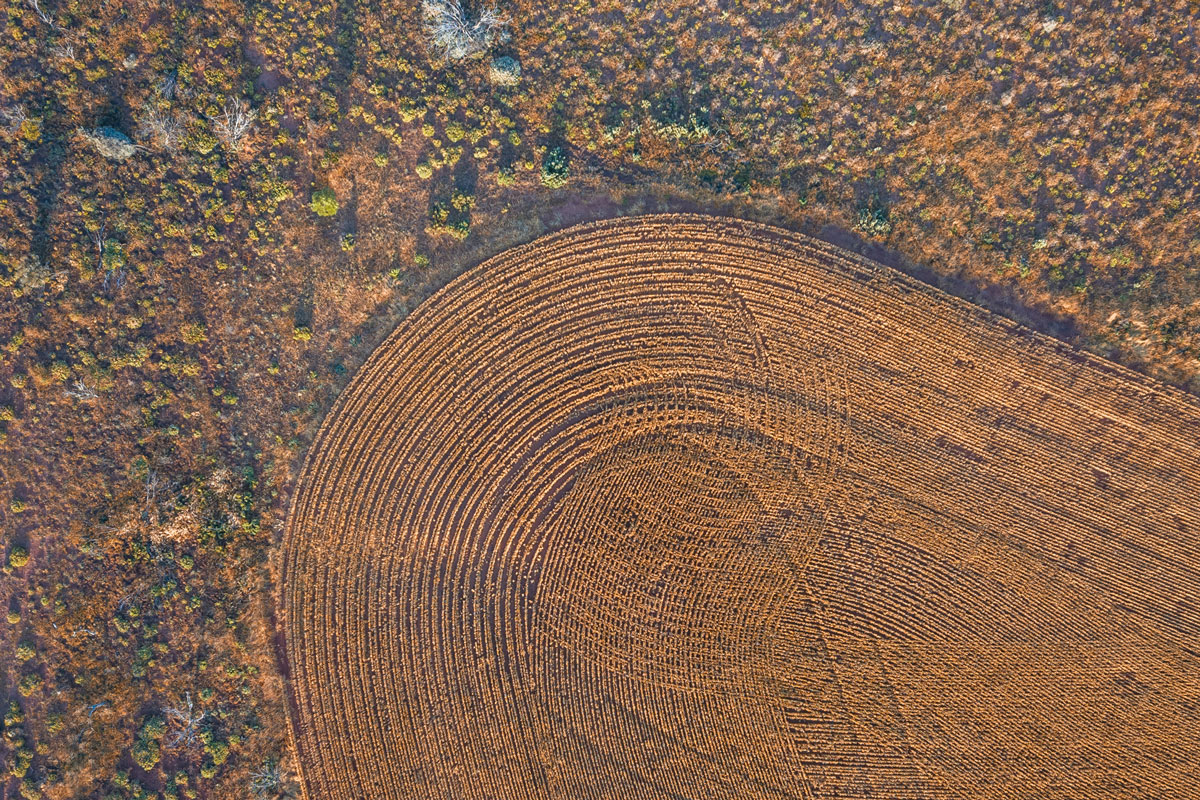 Corner of a barley paddock from above
