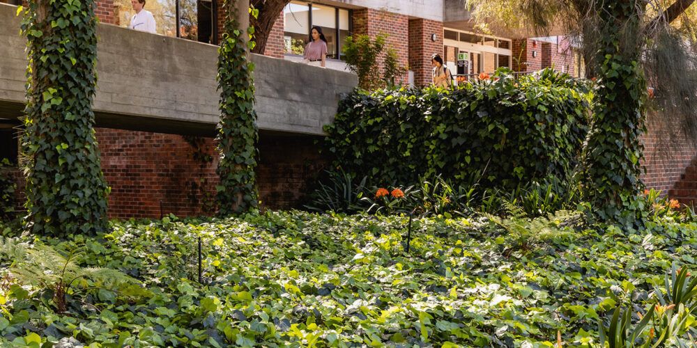 Greenery at Curtin Perth