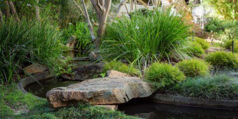 The Japanese Garden on Curtin's Perth campus
