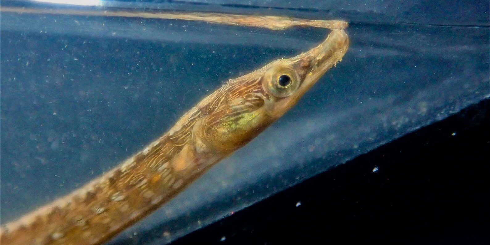 New eDNA toolkit could save species on the brink of extinction